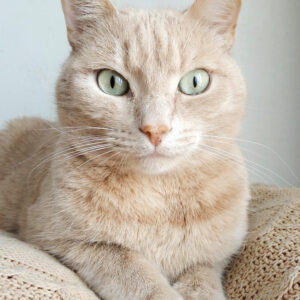 cat-5 cat-5